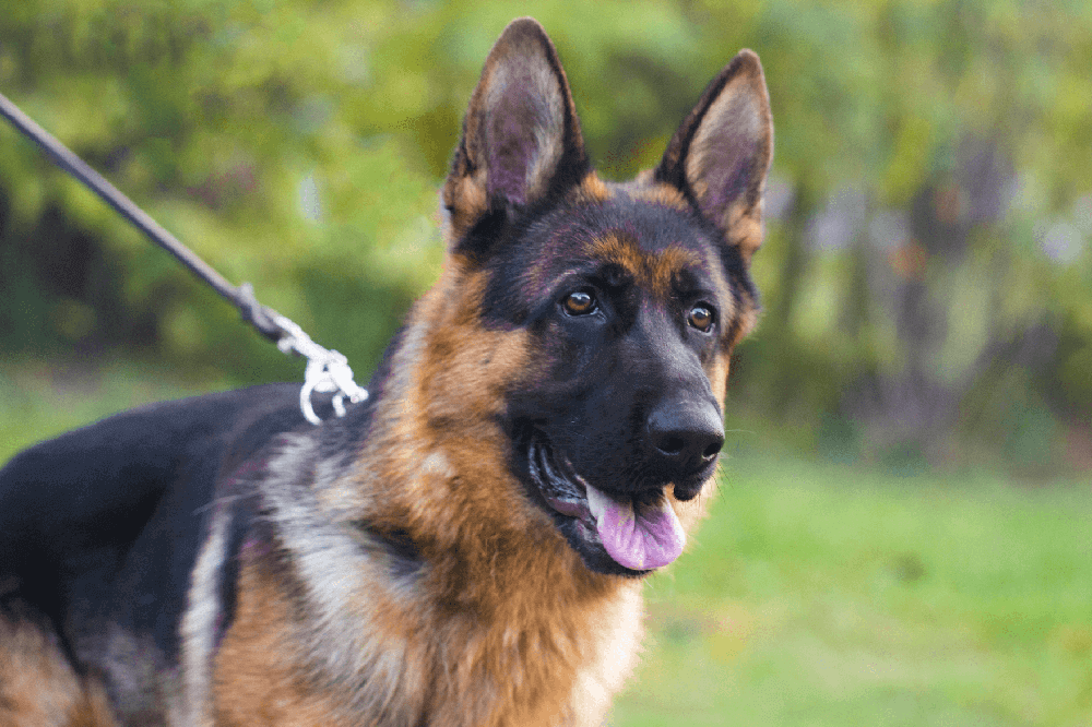 Vancouver City Police Canine Unit